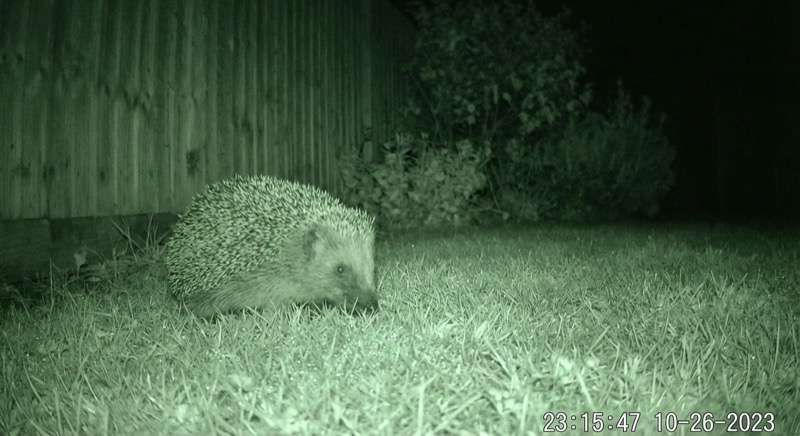 Wildkamera Garten