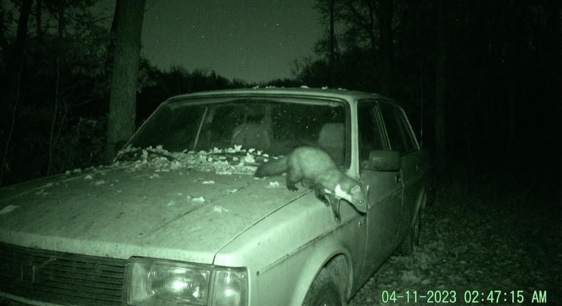 Wildkamera gegen Marder